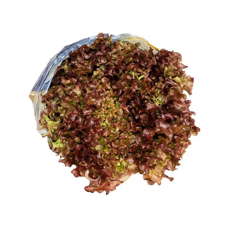 Sallad Lollo Rosso 9st 9 x 200 g från Everfresh | #114158 | Grönsaker
