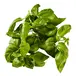 Basilika 50 g från Everfresh | #104632 | Färska örter & Kryddor