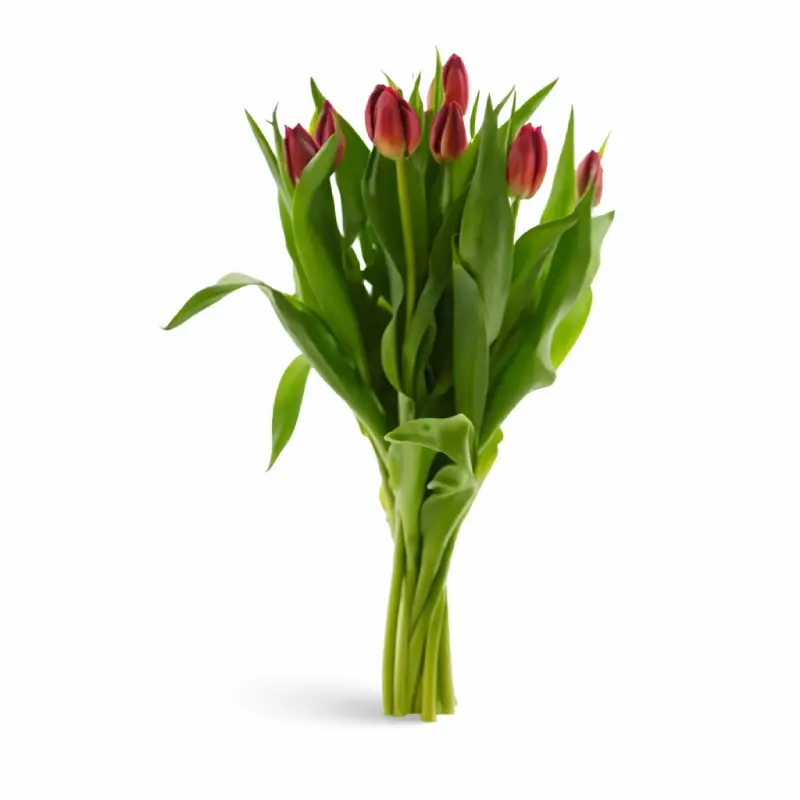 Tuplaner 7 ST 30 x 7 st från Everfresh | #121335 | Blommor
