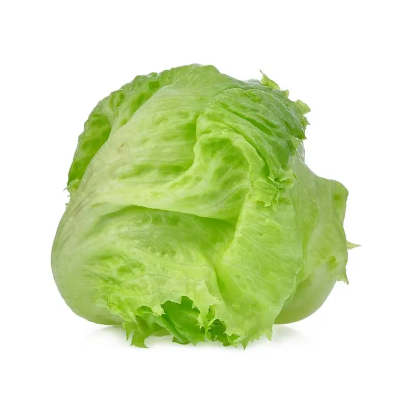 Isbergssallad 450g HELPALL 48 x 12 st från Everfresh | #104953PALL | Grönsaker