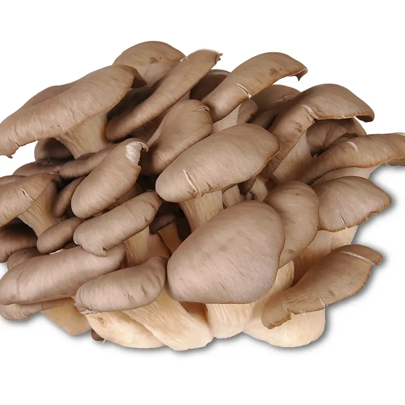 Svamp Ostronskivling 1 x 2 kg från Everfresh | #105284 | Grönsaker