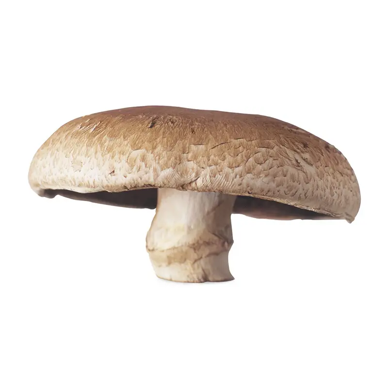 Svamp Portabello 1 x 2 kg från Everfresh | #105312 | Grönsaker
