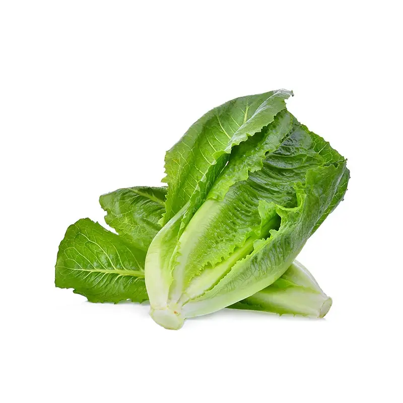 Romansallad 10st 10 x 200 g från Everfresh | #105143 | Grönsaker